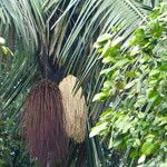 Oenocarpus bataua Цвят