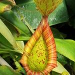 Nepenthes mirabilis Leaf