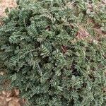 Astragalus depressus Fuelha