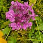 Pedicularis verticillata Flower