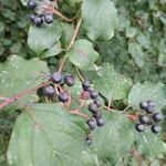 Cornus sanguineaFulla