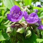 Tinantia erecta Blüte