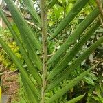 Hedychium coccineum Fulla