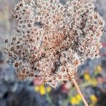 Daucus carota Froito