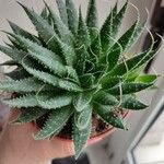 Aloe aristata葉