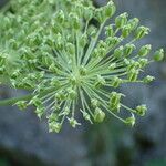 Angelica razulii Fruit