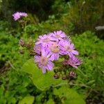 Pericallis steetzii Otro