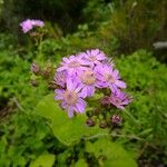 Pericallis steetzii Fleur