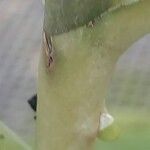 Acampe ochracea Écorce