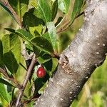 Rhamnus staddo Fruit