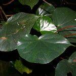 Begonia multinervia Цвят