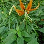 Lilium rosthornii