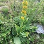 Gentiana lutea Habitus