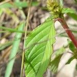 Amaranthus hybridus 葉