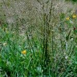 Agrostis capillaris Habit