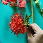 Ixora chinensis Λουλούδι