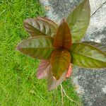 Pseuderanthemum carruthersii Folha