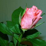 Rosa lucieae Цветок