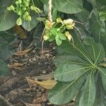 Barringtonia asiatica Blomst