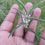 Enicostema axillare Hoja