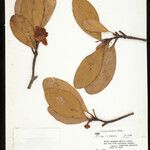 Clusia insignis Fruto