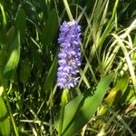 Pontederia cordata Fula