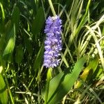 Pontederia cordata Blomst