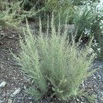 Artemisia californica Tervik taim