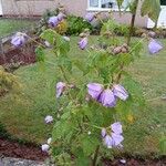 Abutilon vitifolium Květ