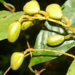 Rinorea hummelii Fruit