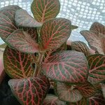 Fittonia albivenis Folla