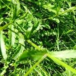 Leucanthemum adustum Blad