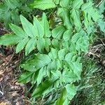 Daucus decipiens Lapas