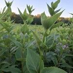 Silphium perfoliatumList