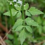 Oenanthe javanica Blad