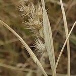 Cenchrus longispinus Fruit