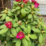 Rhododendron thomsonii Blomma