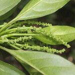 Tetrorchidium rotundatum Leaf