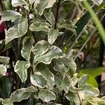 Pittosporum tenuifolium List
