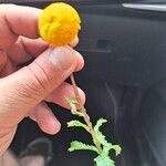 Leucanthemum virgatum 花
