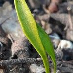 Ophioglossum lusitanicum Лист