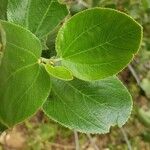 Ceanothus velutinus برگ