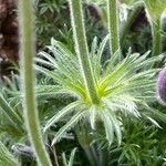 Pulsatilla ambigua 葉