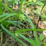 Carex intumescens പുഷ്പം