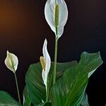 Spathiphyllum cannifolium 花
