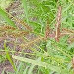 Echinochloa crus-galli অভ্যাস