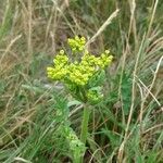 Polytaenia nuttallii Flower