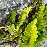 Asplenium marinum Leaf