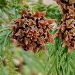 Cryptomeria japonicaFruit