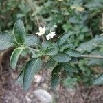 Solanum chenopodioidesFuelha